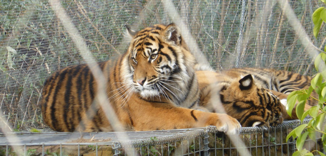 Tiger in London Zoo