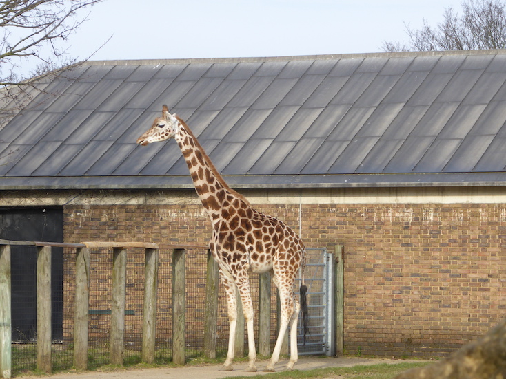 Giraffe in Africa area of ZSL London Zoo