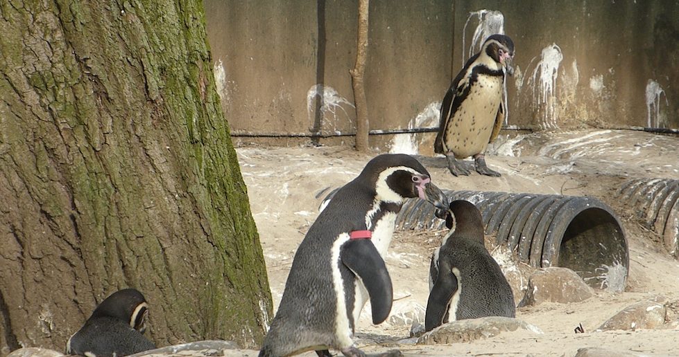 Penguins in penguin beach london zoo