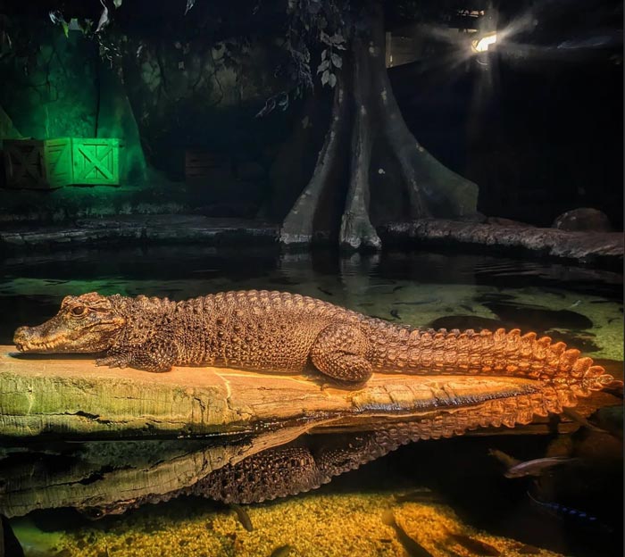 Dwarf Crocodile at London Sealife