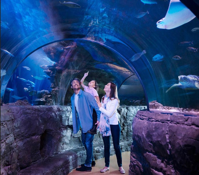 Stroll under the sea as you pass through unique glass tunnel at London Sealife
