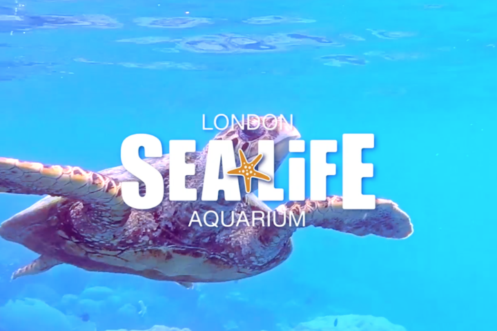 london sea life aquarium