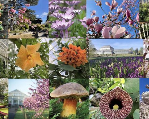 the royal botanic gardens kew