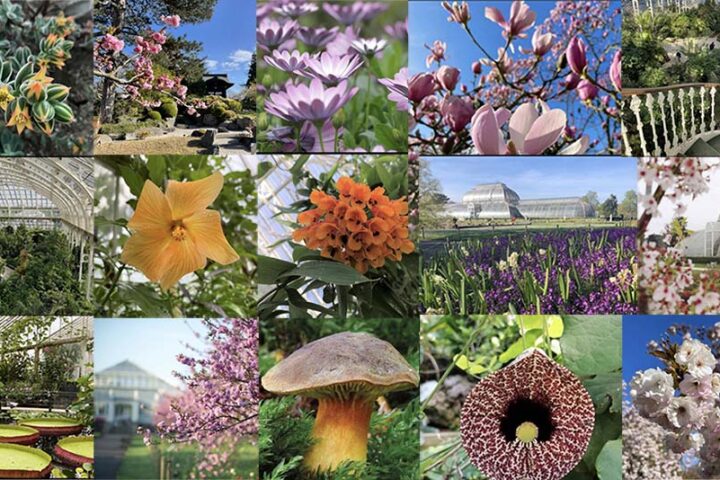 the royal botanic gardens kew